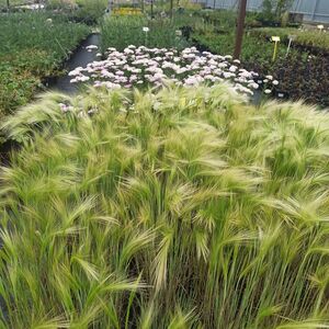 Ячмень Гривастый / Hordeum jubatum