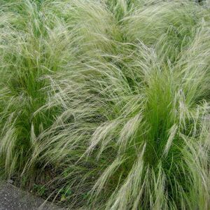 Ковыль тончайший Пони Тайлс / Stipa tenuifolia "Pony Tails" С2