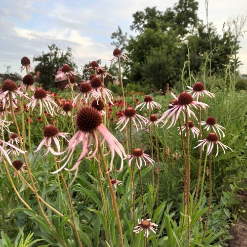 Эхинацея бледная / Echinacea pallida С2