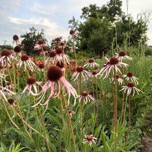 Эхинацея бледная / Echinacea pallida С2