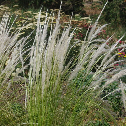 Ковыль Ичу / Stipa Ichu Р9