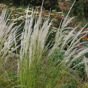 Ковыль Ичу / Stipa Ichu Р9