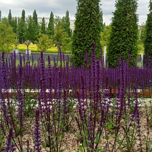 Шалфей дубравный Карадонна / Salvia nemorosa "Caradonna"