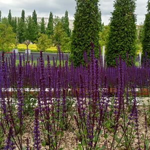 Шалфей дубравный Карадонна / Salvia nemorosa "Caradonna"