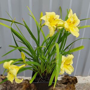 Лилейник Эвери Дейлили Крим / Hemerocallis "Every Daylily Cream" Р9