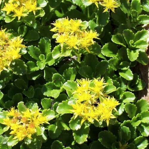 Седум (очиток) Камчатский зелёный / Sedum kamtschaticum Р9