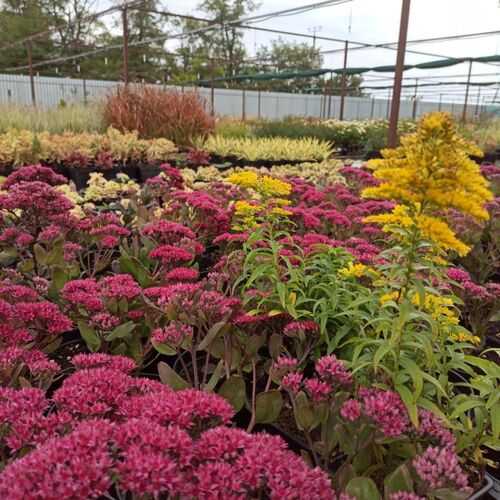 Седум (очиток) обыкновенный Тандерхед / Sedum telephium "Thunderhead" Р9