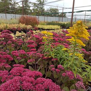 Седум (очиток) обыкновенный Тандерхед / Sedum telephium "Thunderhead" Р9