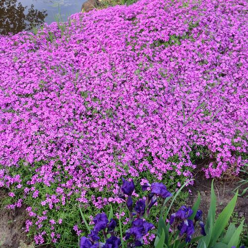 Флокс шиловидный розовый / Phlox subulata