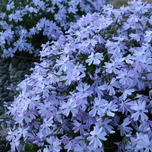 Флокс шиловидный голубой / Phlox subulata С2