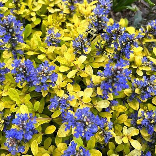 Живучка Фезеред Френдс Кордиал Канари / Ajuga Feathered Friends "Cardial Canary" Р9