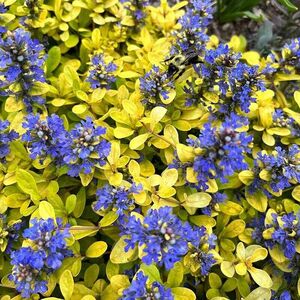 Живучка Фезеред Френдс Кордиал Канари / Ajuga Feathered Friends "Cardial Canary" Р9