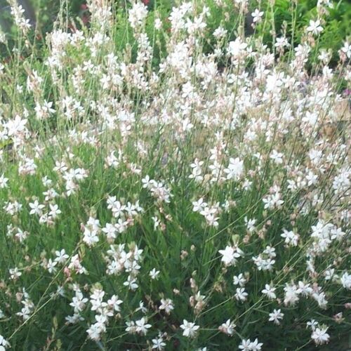 Гаура Линдхеймера Спаркле Уайт / Gaura lindheimeri "Sparkle White" С2