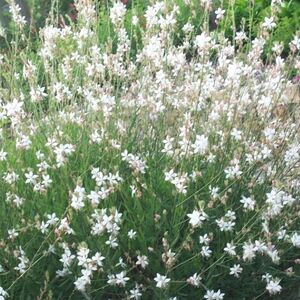 Гаура Линдхеймера Спаркле Уайт / Gaura lindheimeri "Sparkle White" С2