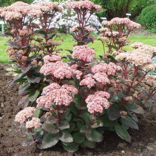 Седум (очиток) видный Матрона / Sedum telephium "Matrona"