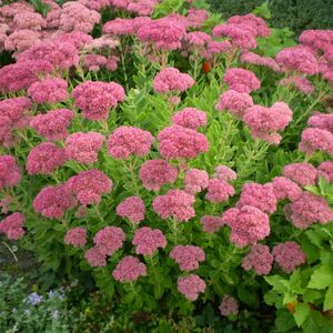 Седум (очиток) видный Бриллиант / Sedum spectabile "Brilliant"