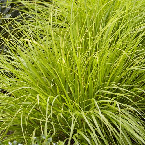 Пеннисетум лисохвостый Люмен Голд / Pennisetum alopecuroides "Lumen Gold" С2