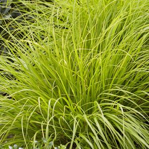 Пеннисетум лисохвостый Люмен Голд / Pennisetum alopecuroides "Lumen Gold" С2