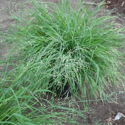 Мятлик сизый "Блю Хиллс / Poa glauca "Blue Hills"