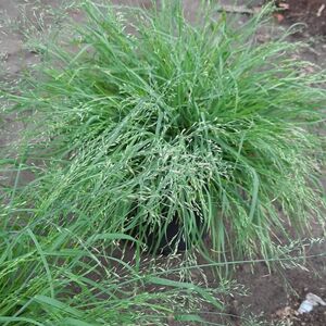 Мятлик сизый "Блю Хиллс / Poa glauca "Blue Hills"