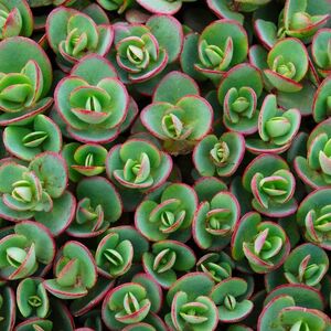 Седум (очиток) Лайм Зингер / Sedum SunSparkler "Lime Zinger" С1,5