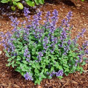 Котовник Фассена Пурсиан Блю / Nepeta fasseni "Purrsian Blue"