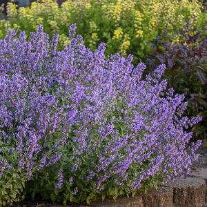Котовник Фассена Кэтс Мяу / Nepeta faassenii "Cat`s Meow" С1,5