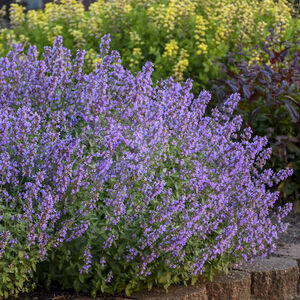 Котовник Фассена Кэтс Мяу / Nepeta faassenii "Cat`s Meow"