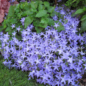 Колокольчик Пожарского / Campanula poscharskyana "Blue Waterfall" С1,5