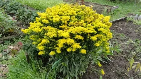 Солидаго гибридный Бэби Голд / Solidago hybrida "Baby gold" С2