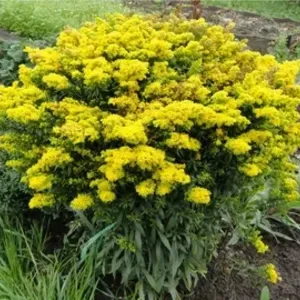 Солидаго гибридный Бэби Голд / Solidago hybrida "Baby gold" С2