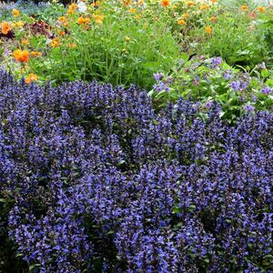 Живучка ползучая Блюберри Маффин / Ajuga reptans "Blueberry Muffin" С1,5