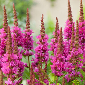Дербенник иволистный Роберт / Lythrum salicaria "Robert" С2, С3