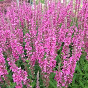 Дербенник иволистный Пинк Блаш / Lythrum salicaria "Pink Blush"