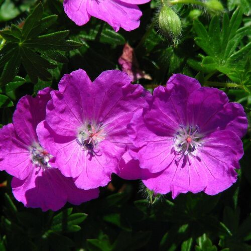Герань кроваво-красная Макс Фрай / Geranium sanguineum "Max Frei" С2