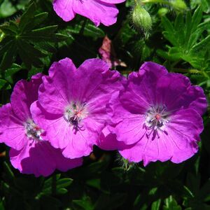 Герань кроваво-красная Макс Фрай / Geranium sanguineum "Max Frei" С2