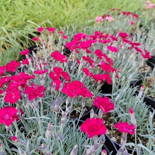 Гвоздика альпийская Бадения / Dianthus gratianopolitanus "Badenia" С1,5