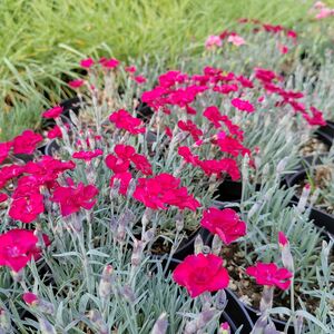 Гвоздика альпийская Бадения / Dianthus gratianopolitanus "Badenia" С1,5