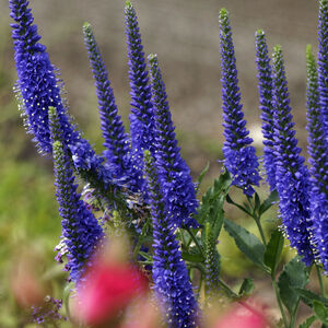 Вероника колосковая Анниверсари Блю / Veronica spicata "Anniversary Blue" С2