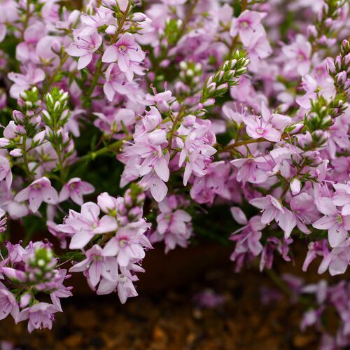 Вероника простёртая Миссис Холт / Veronica prostrata "Mrs Holt" С2
