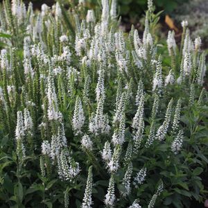 Вероника простёртая белая / Veronica prostrata Alba С2