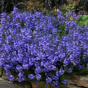 Вероника простёртая синяя / Veronica prostrata С2