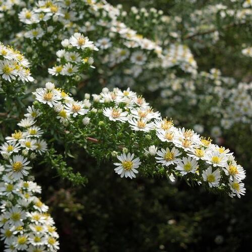 Астра вересковая (видовая) / Aster alpinus sp.