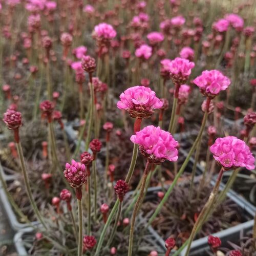 Армерия приморская Рубрифолиа / Armeria maritima "Rubrifolia"