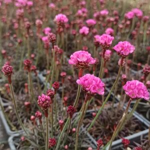 Армерия приморская Рубрифолиа / Armeria maritima "Rubrifolia"