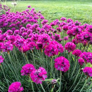 Армерия приморская Армада Роуз / Armeria maritima "Armada Rose" С1,5