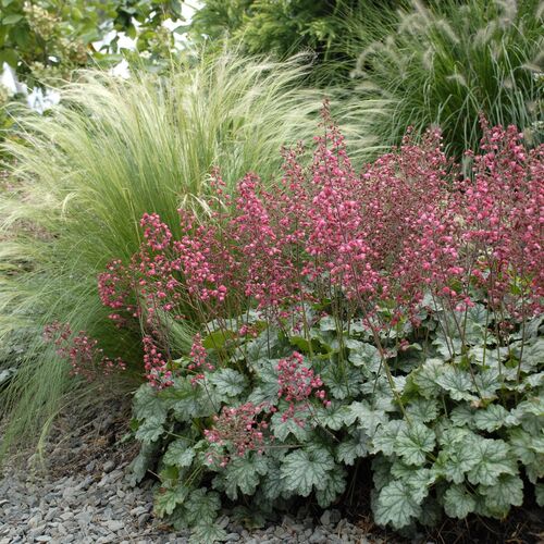 Гейхера Рекс Пепперминт / Heuchera "Rex Peppermint" С2