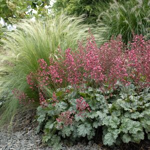 Гейхера Рекс Пепперминт / Heuchera "Rex Peppermint" С2