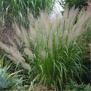 Вейник коротковолосистый / Calamagrostis arundinacea var. brachytricha С2