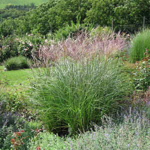 Мискантус Гразиелла / Miscanthus sinensis "Graziella" С2